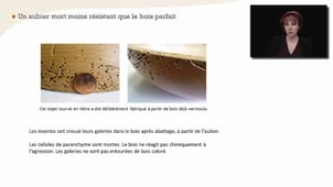 Le bois, tissu de réserves et de défense - Chapitre 5 - partie 3