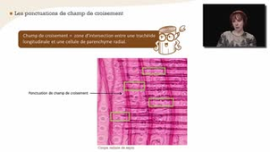 Les rayons ligneux - Chapitre 14 - partie 2