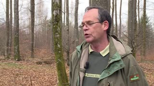 Sylvicultures du hêtre et du chêne dans la forêt de Darney