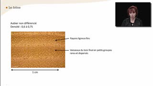Le frêne - La reconnaissance à l'échelle macroscopique des feuillus à zone initiale poreuse et à zone semi-poreuse - Chapitre 25