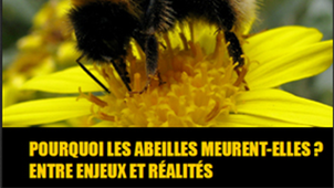 Pourquoi les abeilles meurent-elles ? Entre enjeux et réalités