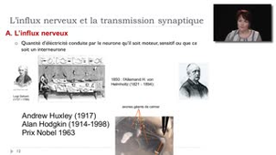 02 - Bases de fonctionnement du neurone