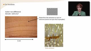 Le bouleau - La reconnaissance à l'échelle macroscopique des feuillus homogènes à pores diffus - Chapitre 26