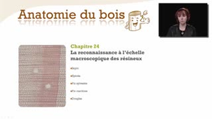 La reconnaissance à l'échelle macroscopique des résineux - Chapitre 24