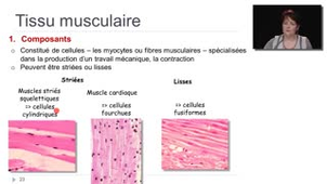 10- Le tissu musculaire