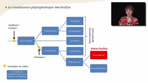 Classification des feuillus - Chapitre 18