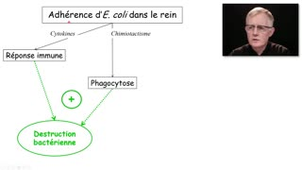 ECN 157 - Infections urinaires (impact rénal)