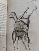 Agneau à deux corps - Monstres ! Une histoire de la tératologie