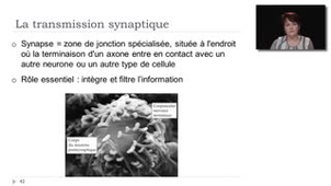 06 - La transmission synaptique
