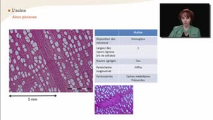 L'aulne - La reconnaissance à l'échelle macroscopique des feuillus homogènes à pores diffus - Chapitre 26