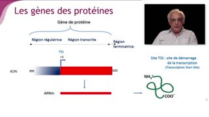 Les principes généraux de la transcription - Chapitre 2 - partie 1