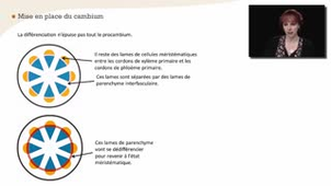 La croissance des arbres : primaire et secondaire - Chapitre 8 - partie 2