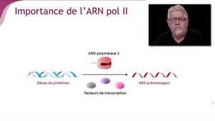 Le promoteur de l'ARN polymérase II - Chapitre 2 - partie 2
