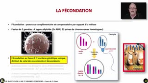 11_La fécondation