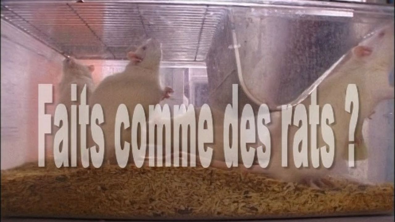 Vidéothèque de l'UL - Faits Comme Des Rats