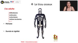 04- PACES UE2 - CM4 - Les tissus cartilagineux et osseux - Emilie Velot