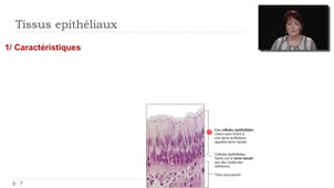 04- Les tissus épithéliaux - Caractéristiques générales