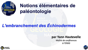 Notions élémentaires de paléontologie - L'embranchement des Echinodermes - HAUTEVELLE Yann