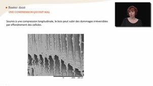 Le bois, tissu de soutien et de contrôle de la posture - Chapitre 4 - partie 2