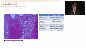 Le chêne blanc - La reconnaissance à l'échelle macroscopique des feuillus à zone initiale poreuse et à zone semi-poreuse - Chapitre 25