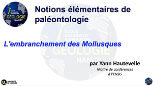 Notions élémentaires de paléontologie - L'embranchement des Mollusques - HAUTEVELLE Yann