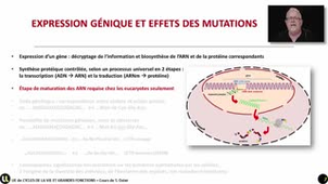03_Les effets des mutations