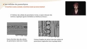 Le bois, tissu de réserves et de défense - Chapitre 5 - partie 2
