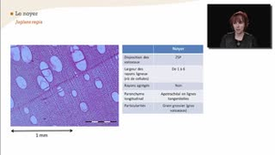 Le noyer - La reconnaissance à l'échelle macroscopique des feuillus à zone initiale poreuse et à zone semi-poreuse - Chapitre 25