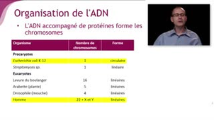 L'organisation du génome - Chapitre 1 - partie 4