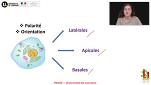 06- PACES UE2 - CM6 - La cellule et les tissus - Emilie Velot