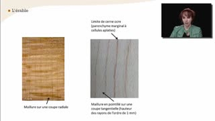 L'érable - La reconnaissance à l'échelle macroscopique des feuillus homogènes à pores diffus - Chapitre 26