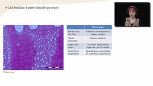 Reconnaissance des feuillus à l'échelle microscopique - Chapitre 23 - complément 2