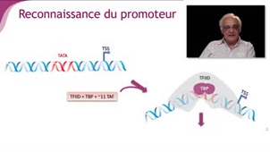 L'initiation de la transcription - Chapitre 2 - partie 3