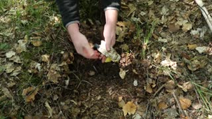 4. Les bandes de coton comme indicateur biologique du fonctionnement des sols - Récupération des bandes après incubation