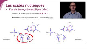 Les différents types d'acides nucléiques - Chapitre 1 - partie 3