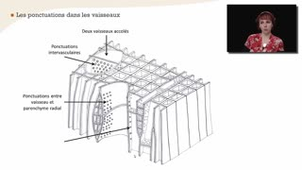 Les vaisseaux et les trachéides - Chapitre 19 - partie 2