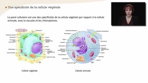 La paroi cellulaire - Chapitre 7 - partie 1