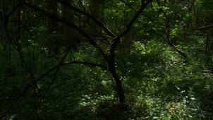 La forêt alluviale