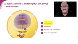 La régulation transcriptionnelle - Chapitre 4 - partie 2