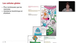 12- Le tissu nerveux - Les cellules gliales