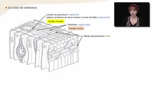 Les cellules de bois formées par le cambium chez les résineux et les feuillus - Chapitre 9