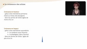 La croissance des arbres : primaire et secondaire - Chapitre 8 - partie 1