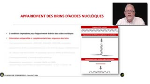 08_2.1-S1 Les règles d'appariement des brins d'ADN et d'ARN