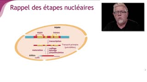 L'élongation et la terminaison - Chapitre 2 - partie 4