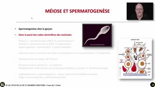 10_La gamétogenèse