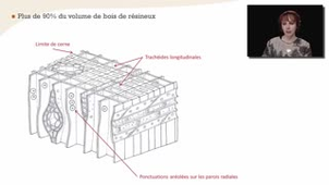 La trachéide longitudinale - Chapitre 13 - partie 1