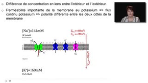 04  -Le potentiel de membrane en activité (potentiel d'action)