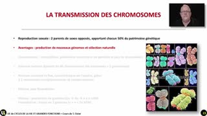 06_La perpétuation du nombre de chromosomes
