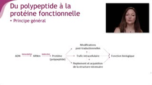 Les modifications post-traductionnelles - Chapitre 3 - partie 5