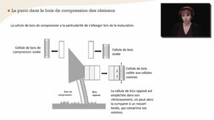 La paroi cellulaire - Chapitre 7 - partie 2